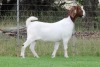 1X BOER GOAT FLOCK DOE EDENBURG - 4