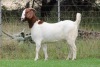 1X BOER GOAT PS DOE EDENBURG - 2