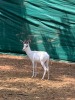 1 x Ram White Heartwater Springbuck - 2