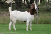 1X BOER GOAT PS DOE EDENBURG - 3