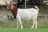 1+2X BOER GOAT STUD DOE EDENBURG - 2