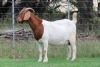 1+2X BOER GOAT STUD DOE EDENBURG - 3