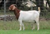 1+2X BOER GOAT STUD DOE EDENBURG - 4