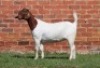 1X BOER GOAT PS DOE AUCAMP - 2
