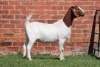 1X BOER GOAT PS DOE AUCAMP - 2