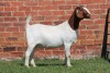 1X BOER GOAT PS DOE AUCAMP - 3