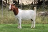 1X BOER GOAT FLOCK DOE EDENBURG - 2