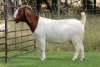 1X BOER GOAT FLOCK DOE EDENBURG - 3