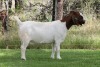 1X BOER GOAT FLOCK DOE EDENBURG - 4