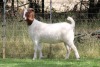 1X BOER GOAT FLOCK DOE EDENBURG - 2