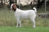 1X BOER GOAT FLOCK DOE EDENBURG - 3