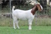 1X BOER GOAT FLOCK DOE EDENBURG - 4