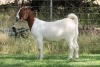 1X BOER GOAT FLOCK DOE EDENBURG - 2