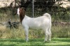 1X BOER GOAT FLOCK DOE EDENBURG - 3