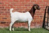 1X BOER GOAT FLOCK DOE AUCAMP - 2