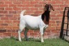 1X BOER GOAT FLOCK DOE AUCAMP - 3