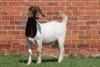 1X BOER GOAT FLOCK DOE AUCAMP - 4