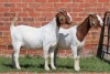 2X BOER GOAT FLOCK DOE AUCAMP (Pay per Animal) - 2