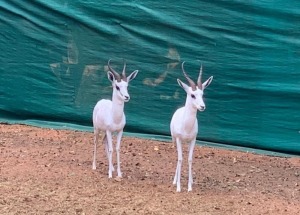 1 x Ram White Heartwater Springbuck