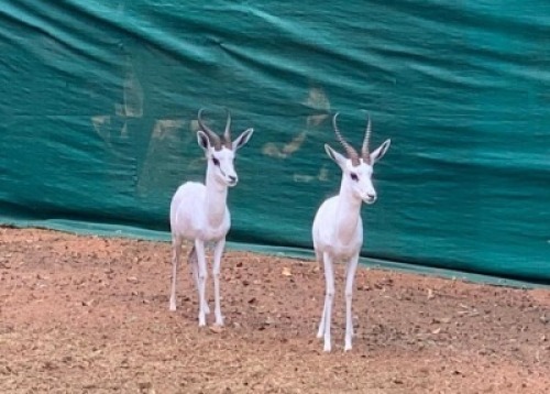 1 x Ram White Heartwater Springbuck