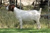 1+1X BOER GOAT STUD DOE EDENBURG - 2