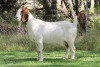 1+1X BOER GOAT STUD DOE EDENBURG - 3