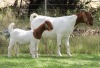 1+1X BOER GOAT FLOCK DOE EDENBURG - 2