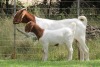 1+1X BOER GOAT FLOCK DOE EDENBURG - 3