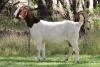 1X BOER GOAT PS DOE EDENBURG - 2