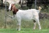 1X BOER GOAT PS DOE EDENBURG - 3