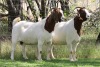 2X BOER GOAT STUD DOE EDENBURG (Pay per Animal) - 2