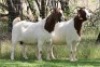 2X BOER GOAT STUD DOE EDENBURG (Pay per Animal) - 2