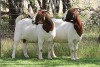 2X BOER GOAT STUD DOE EDENBURG (Pay per Animal) - 3