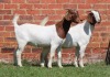 2X BOER GOAT FLOCK DOE AUCAMP (Pay per Animal) - 2