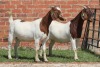 2X BOER GOAT FLOCK DOE AUCAMP (Pay per Animal) - 2