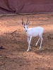 1 x Ram White Heartwater Springbuck - 2