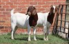 2X BOER GOAT FLOCK DOE AUCAMP (Pay per Animal) - 3