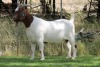 1X BOER GOAT FLOCK DOE EDENBURG - 2