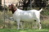 1X BOER GOAT FLOCK DOE EDENBURG - 3