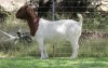 1X BOER GOAT FLOCK DOE EDENBURG - 2