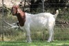 1X BOER GOAT FLOCK DOE EDENBURG - 3