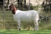 1X BOER GOAT FLOCK DOE EDENBURG - 2