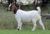 1X BOER GOAT FLOCK DOE EDENBURG - 3