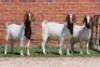 3X BOER GOAT FLOCK DOE AUCAMP (Pay per Animal) - 2