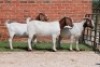 3X BOER GOAT FLOCK DOE AUCAMP (Pay per Animal) - 3