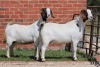 2X BOER GOAT PS DOE AUCAMP (Pay per Animal) - 2