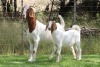 1+1X BOER GOAT STUD DOE EDENBURG - 2