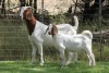 1+1X BOER GOAT STUD DOE EDENBURG - 3