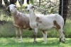 2X MEATMASTER EWE EDENBURG (Pay per Animal) - 2