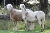 2X MEATMASTER EWE EDENBURG (Pay per Animal) - 3